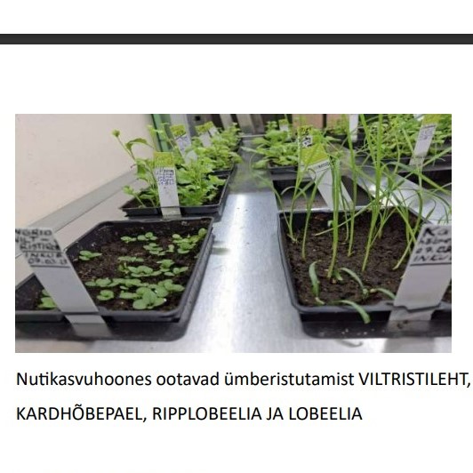 noored taimed nutikasvuhoones
