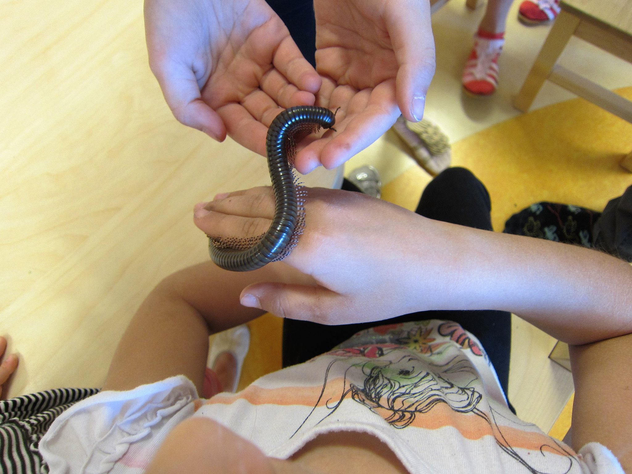 Tuhatjalg lastega tutvumas