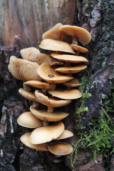 Seened kasvavad nii maapinnal kui ka puudel