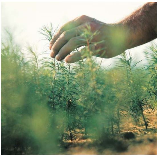 õpimapp mets toidab