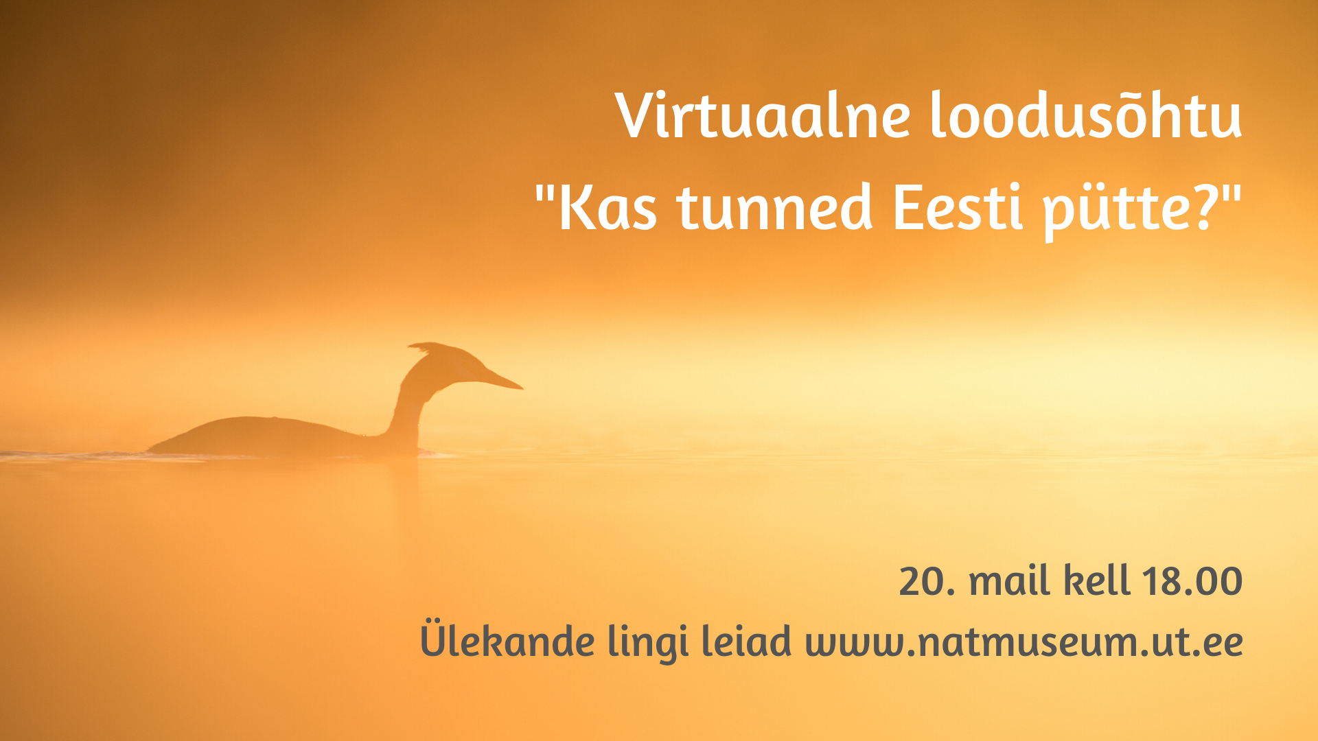 Tuttpütt järvel päikeseloojangu ajal. Järvevesi ja taust on kuldne oranž, vasakul keskel on vees ujuva tuttpüti siluett. Foto: Kalmer Lehepuu.