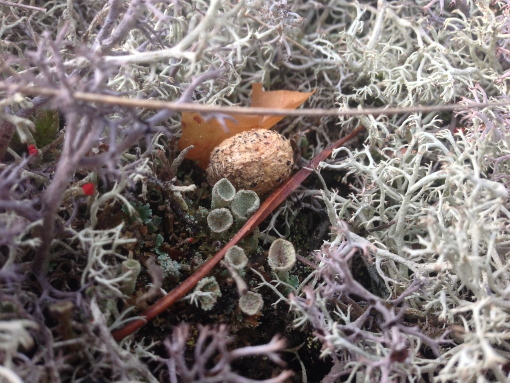 porosamblik ja jänesepabul