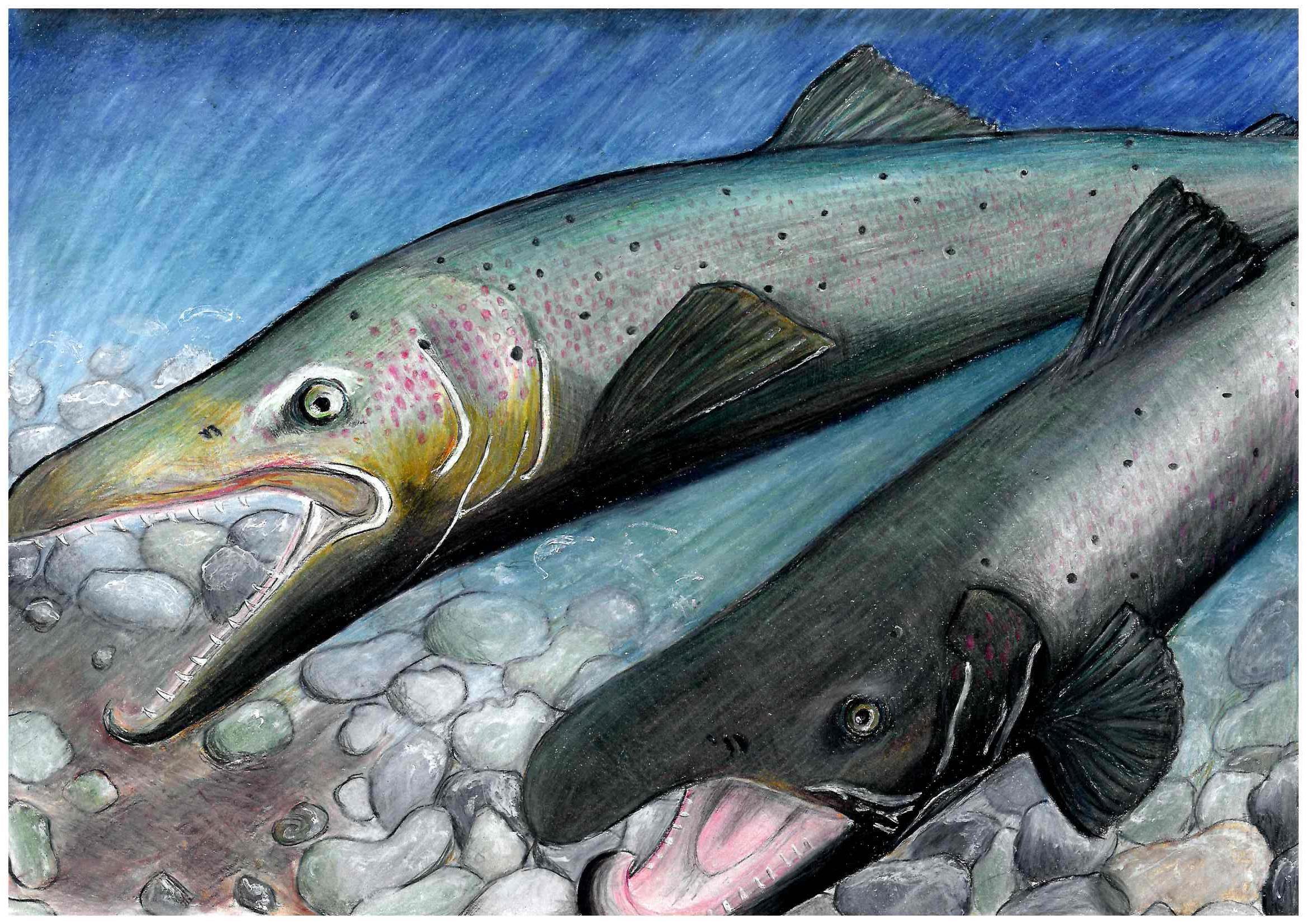 värviline pilt, kus on vee all kaks avatud suudega lõhet