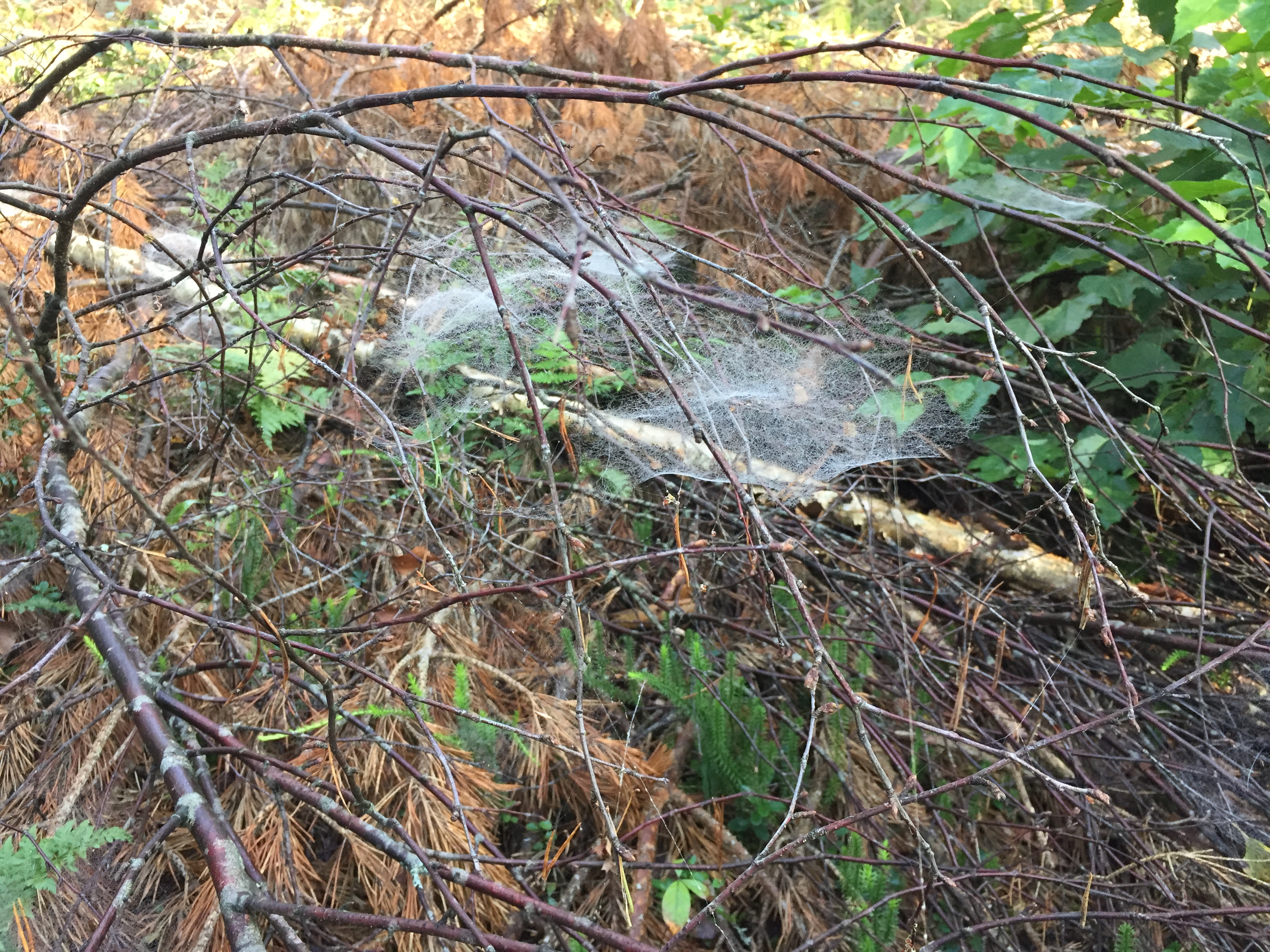 Ämblikuvõrgud puuokste vahel