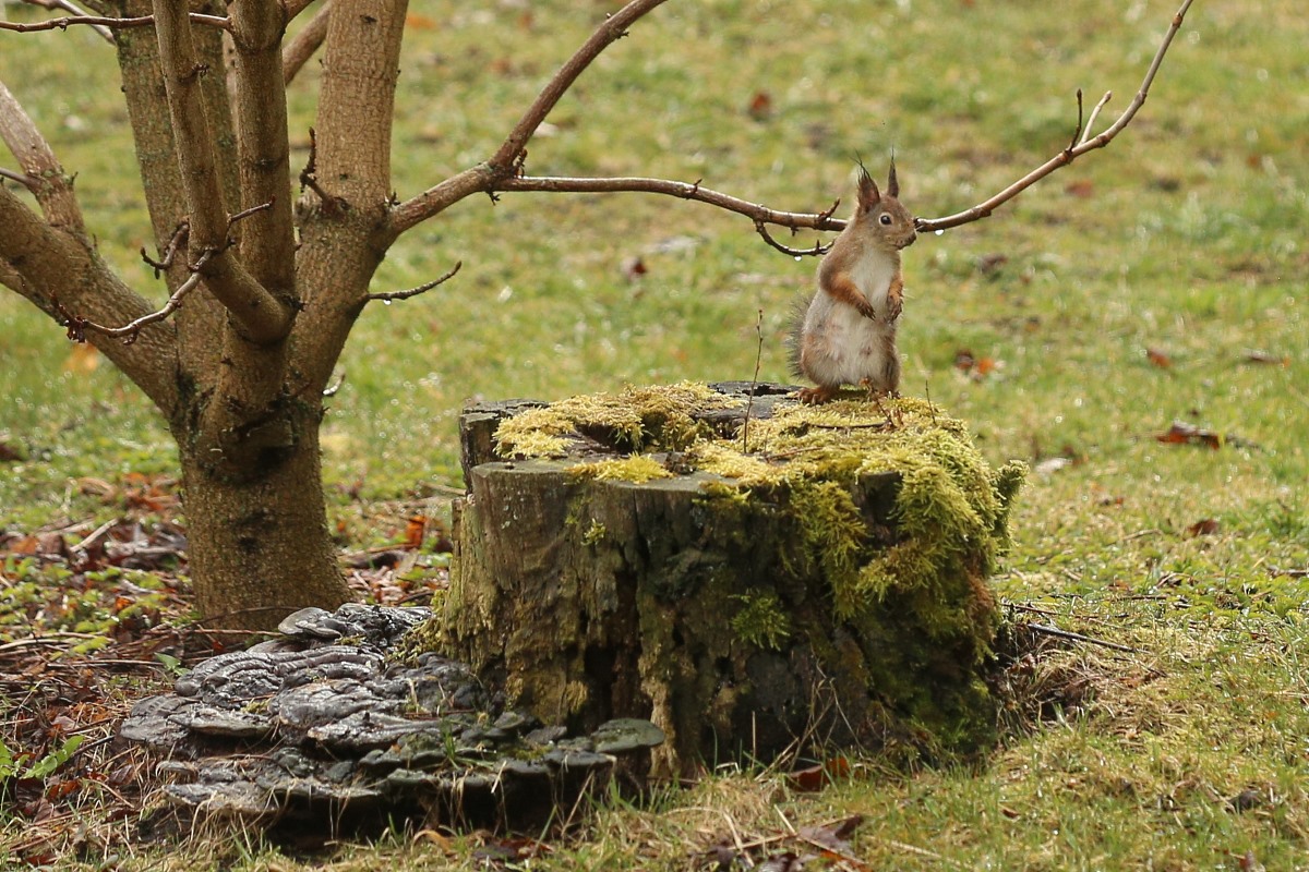Orav. Foto: Piret Eensoo.