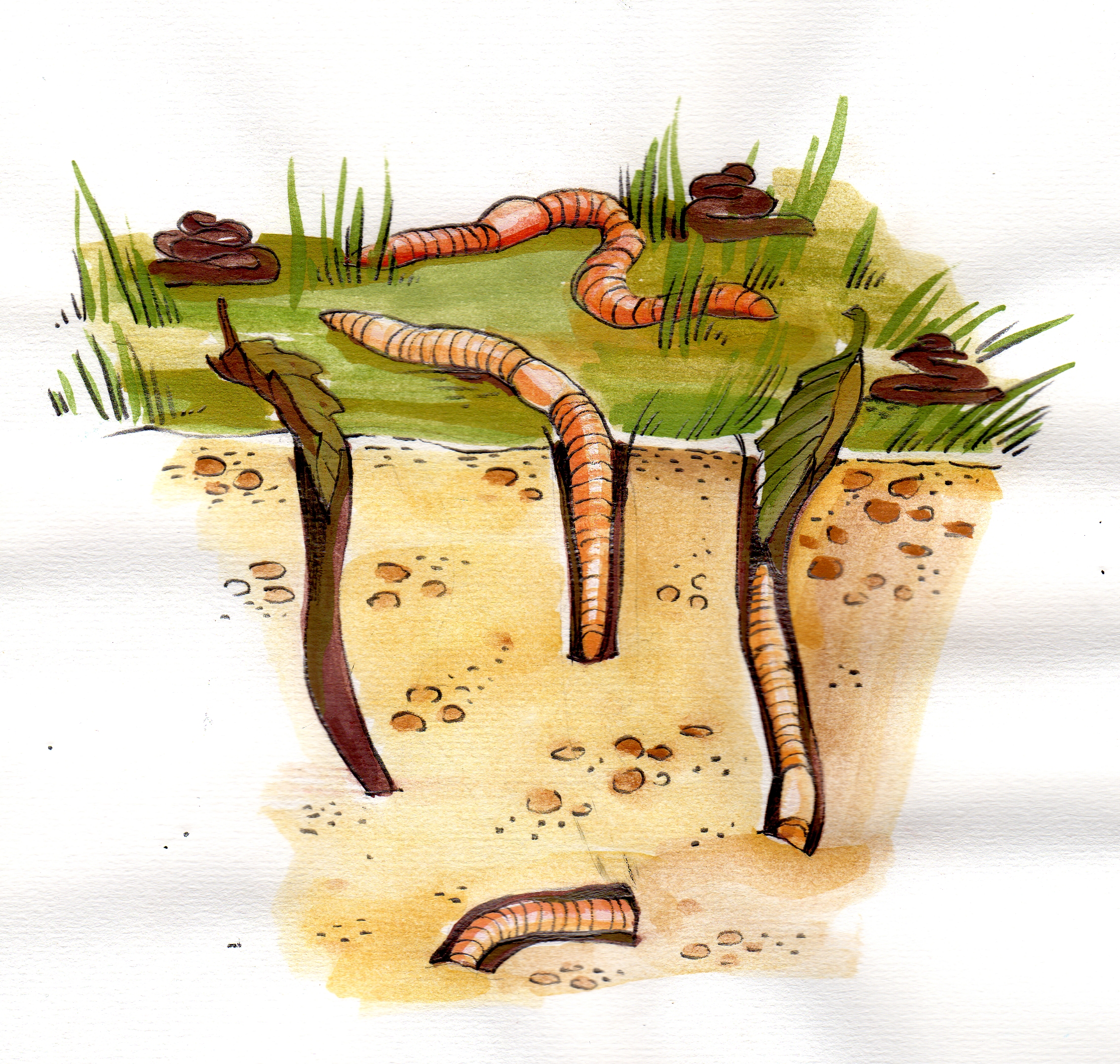 Vihmaussi õppeprogramm Tipu Looduskoolis