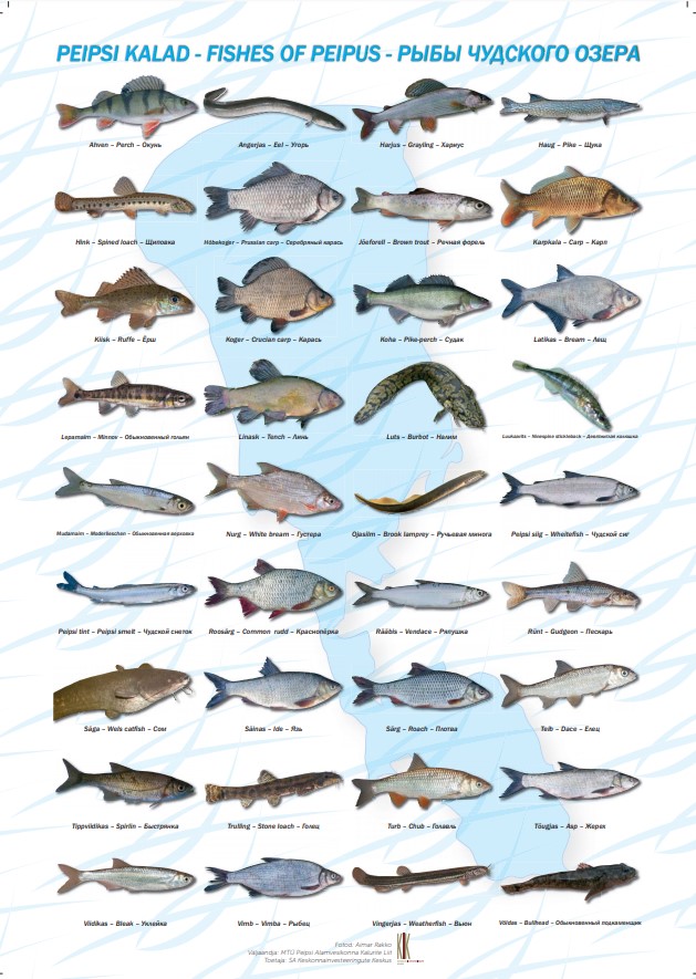 plakat Peipsi kalad