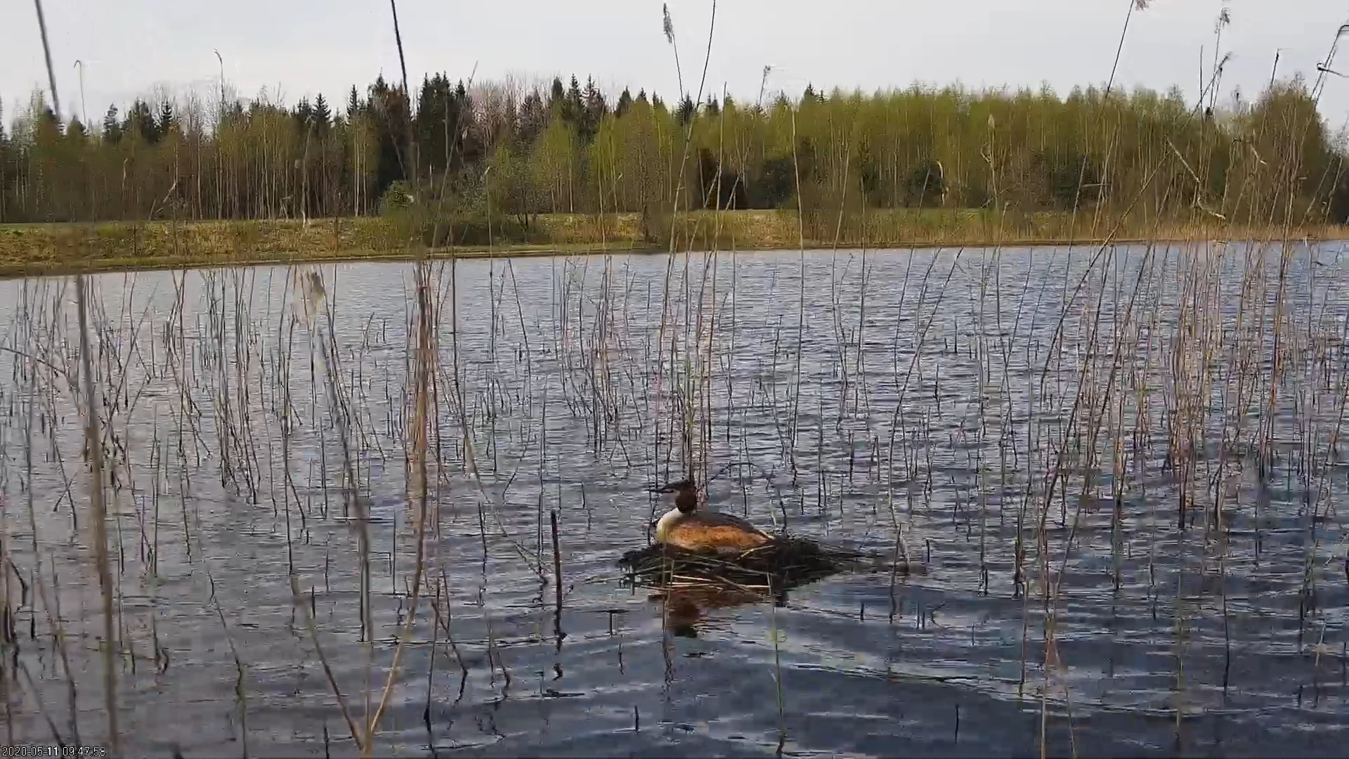Esiplaanil järv, hõre roostik, taamal mets. Vee peal on tuttpüti pesa.