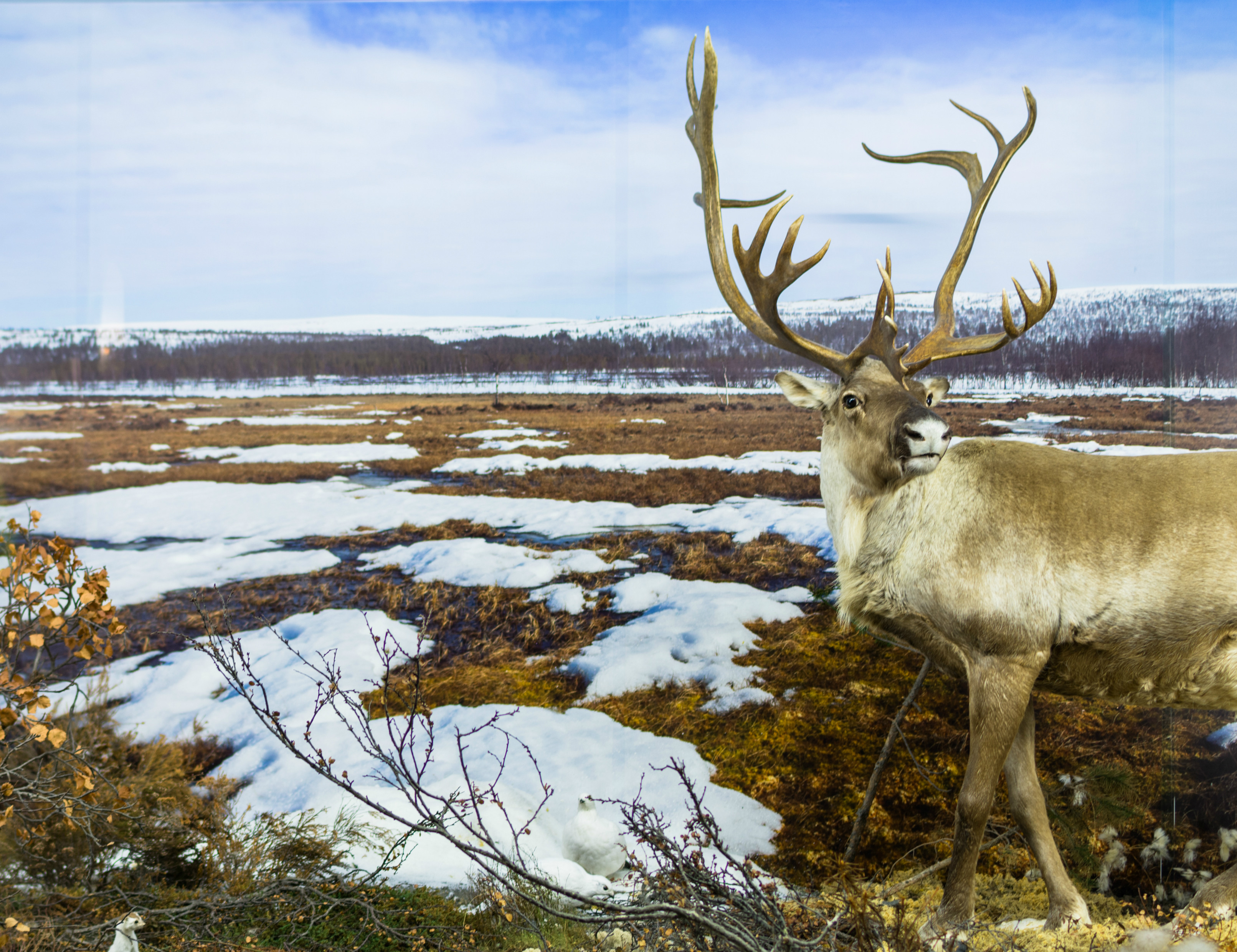 Jääajajärgne loodus ja inimene Eestis