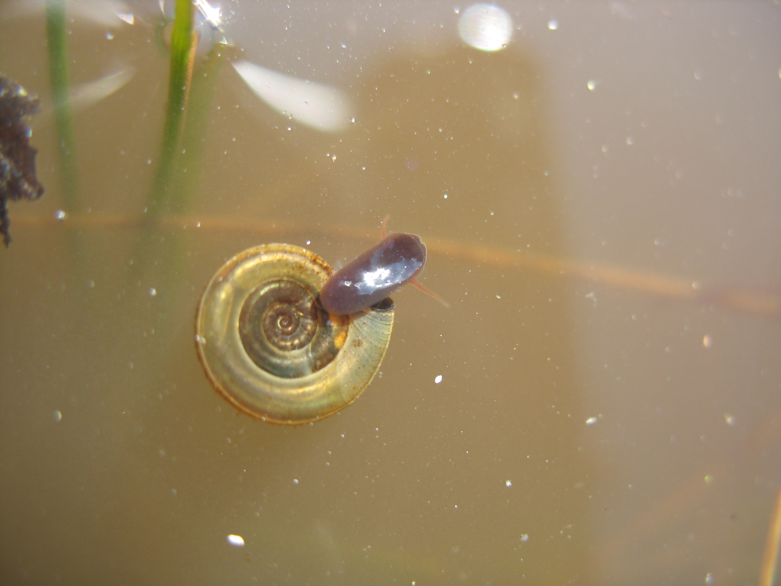 Valgejärve elukeskkond