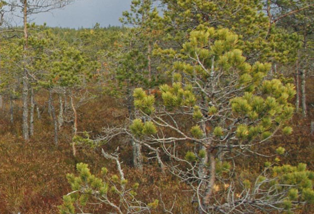 looduse mitmekesisus