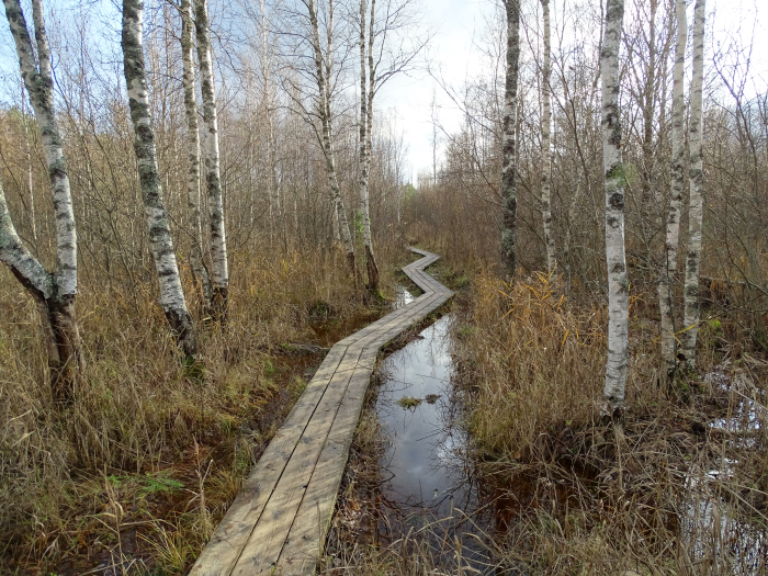 Pääsküla rabarada