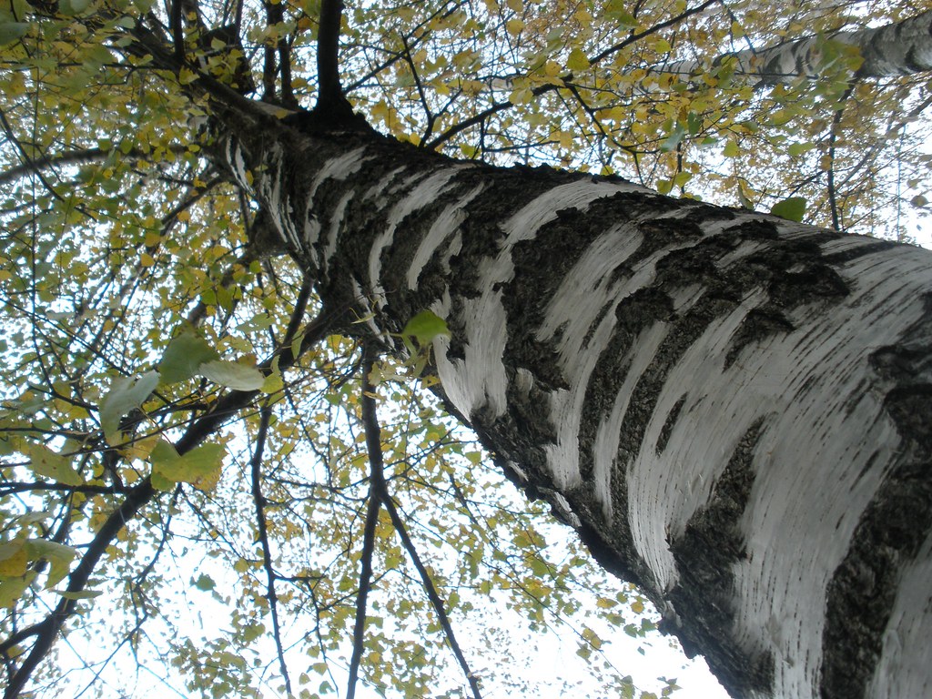 Õppeprogramm "Puud ja põõsad"