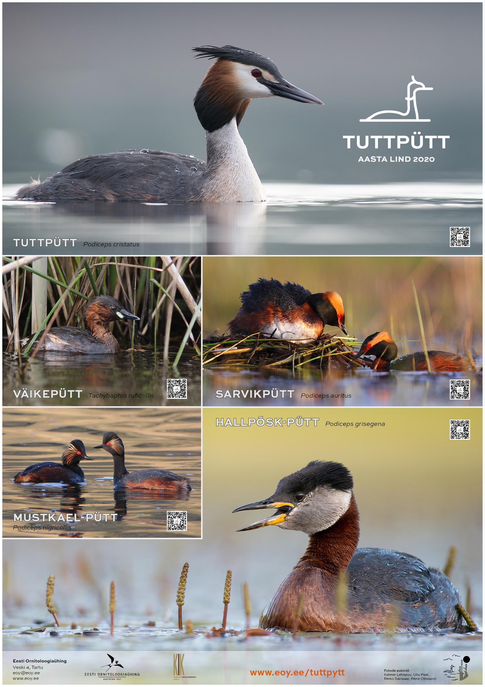 Viis fotot Eestis elavatest püttidest