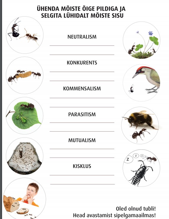 sipelgate tööleht põhikool