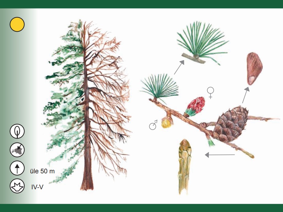 kaardikomplekt 50 puud