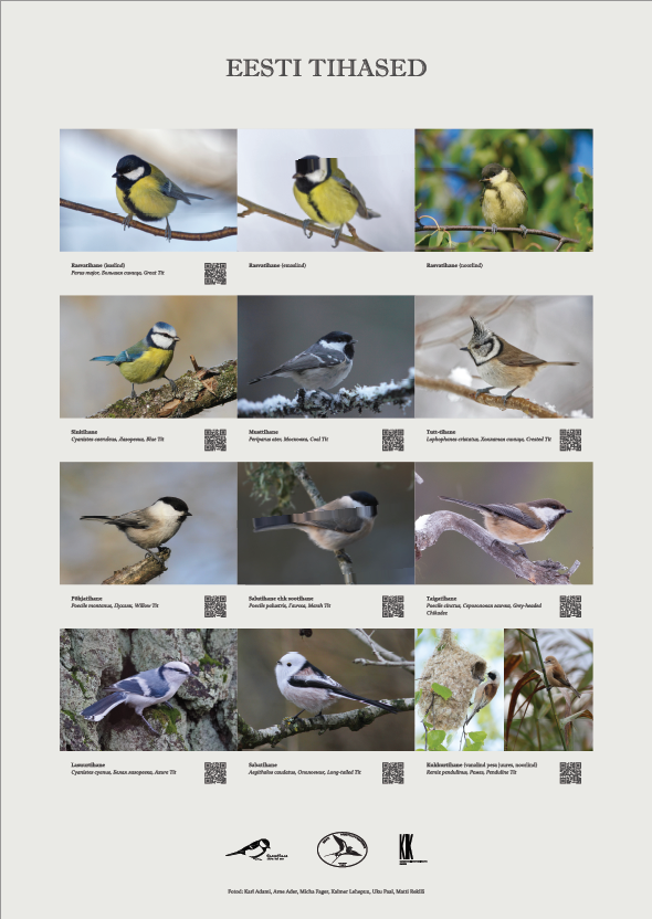 Eestis elava 12 tihaseliigi fotod.