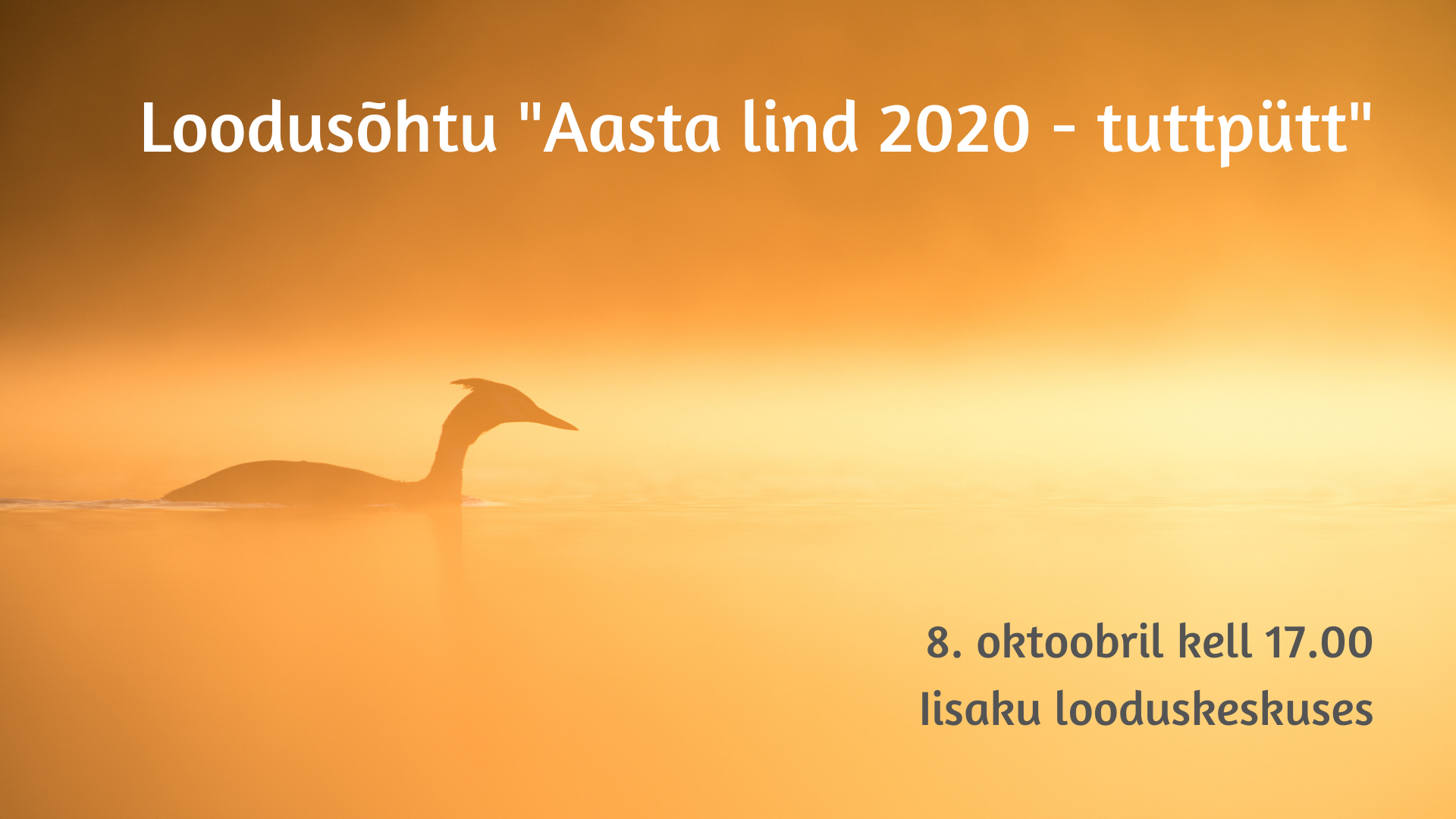 Päikeseloojangust kollakas-oranži valguse taustal on ujuva veelinnu siluett