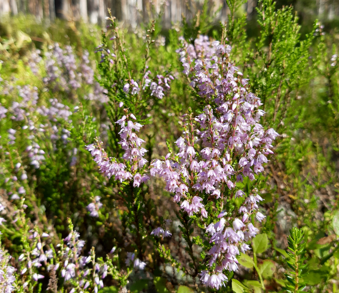 kanarbik