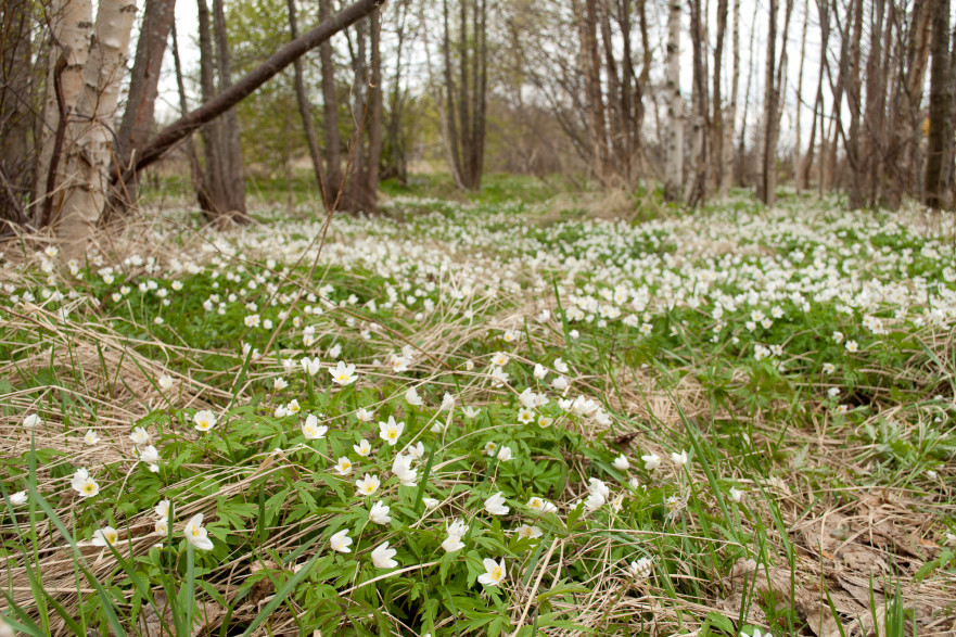 kevadine Muraste loodus