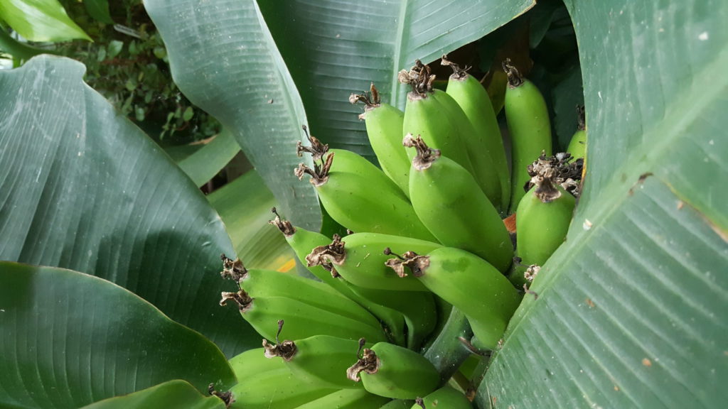 Banaan Tartu loodusmajas