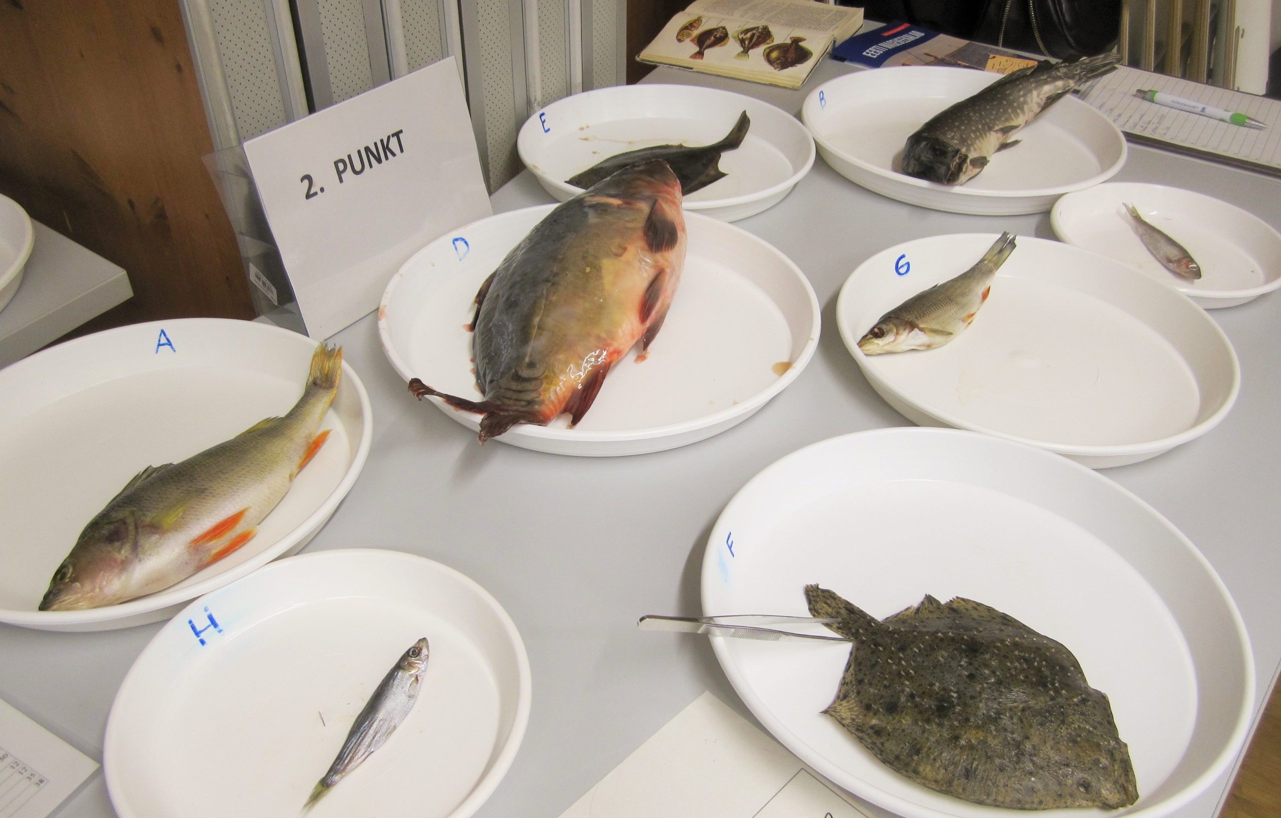 Üks programmi punktidest