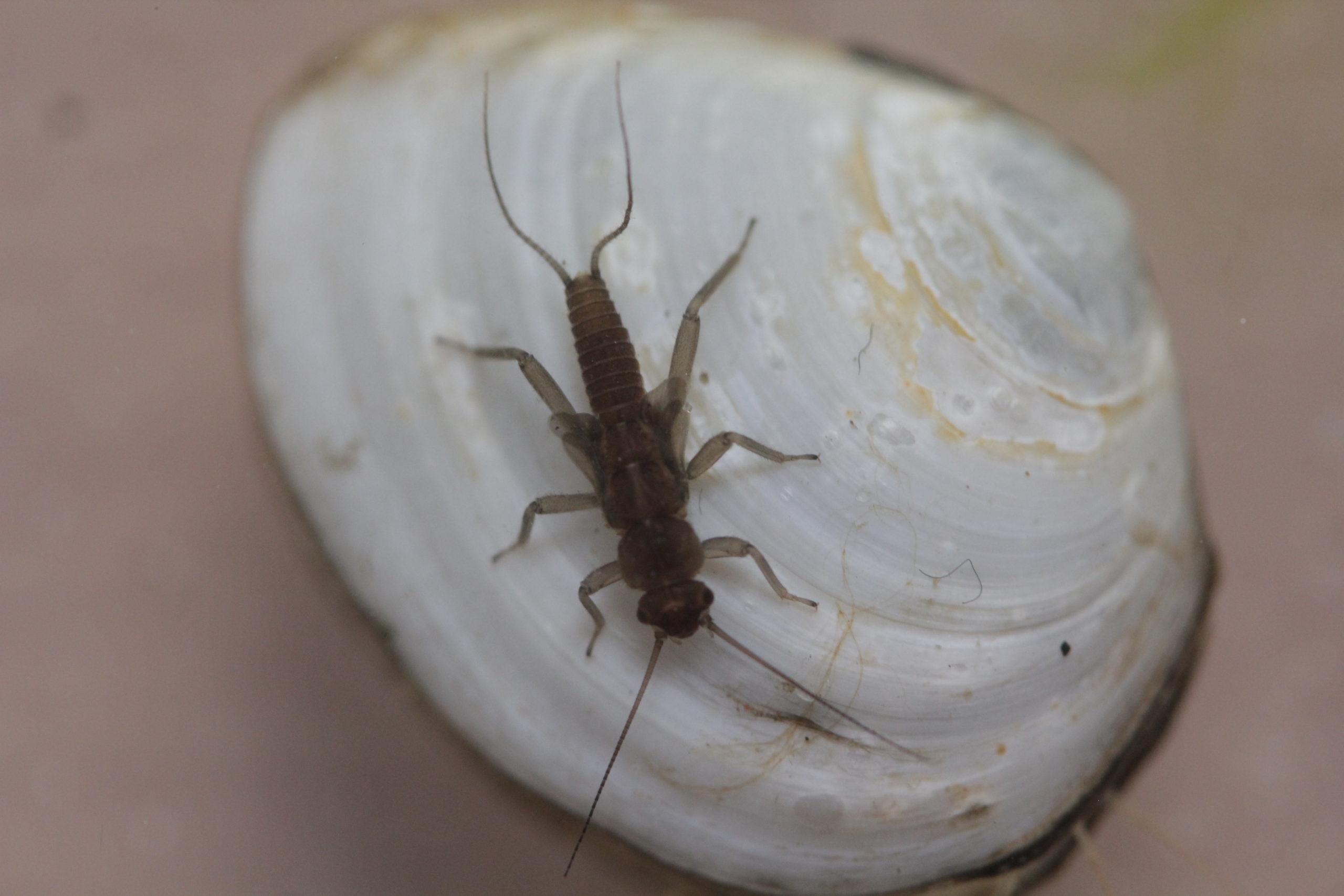 Pilt Läänemere ökosüsteemist