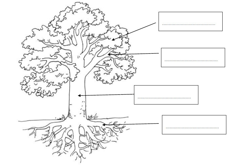 Puude tööleht 5-6 aastastele.
