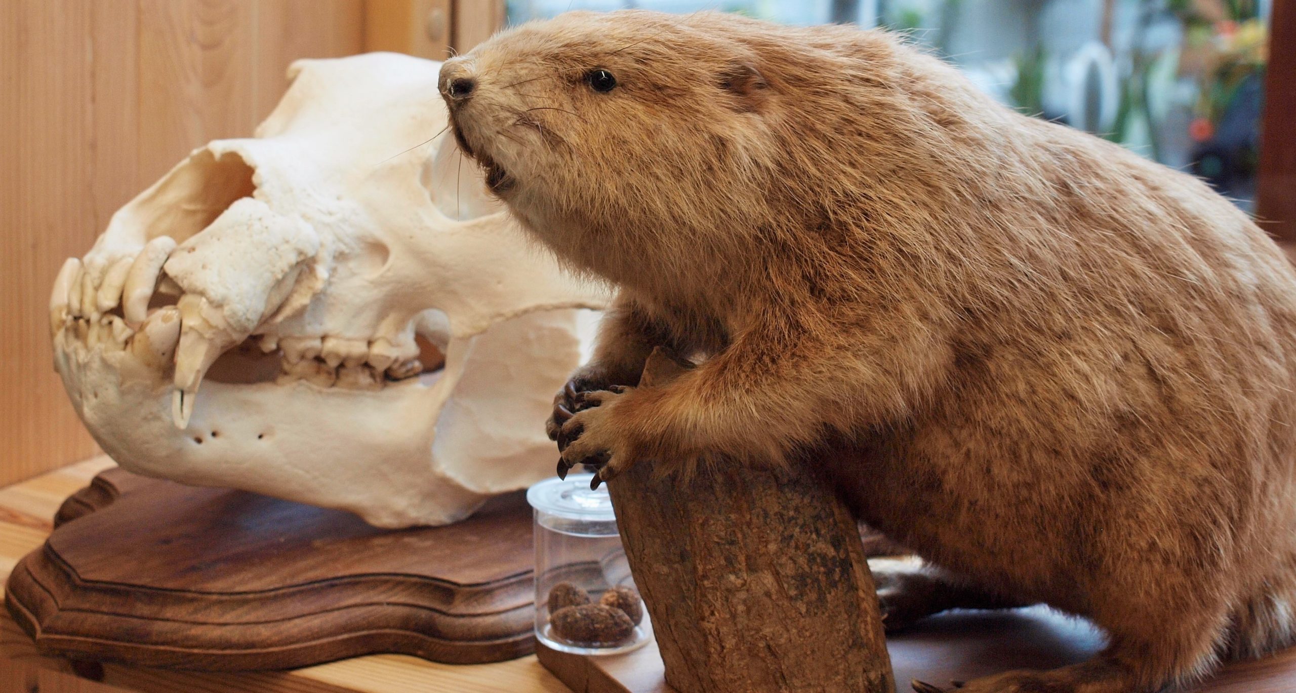 Kopra topis Tartu loodusmajas