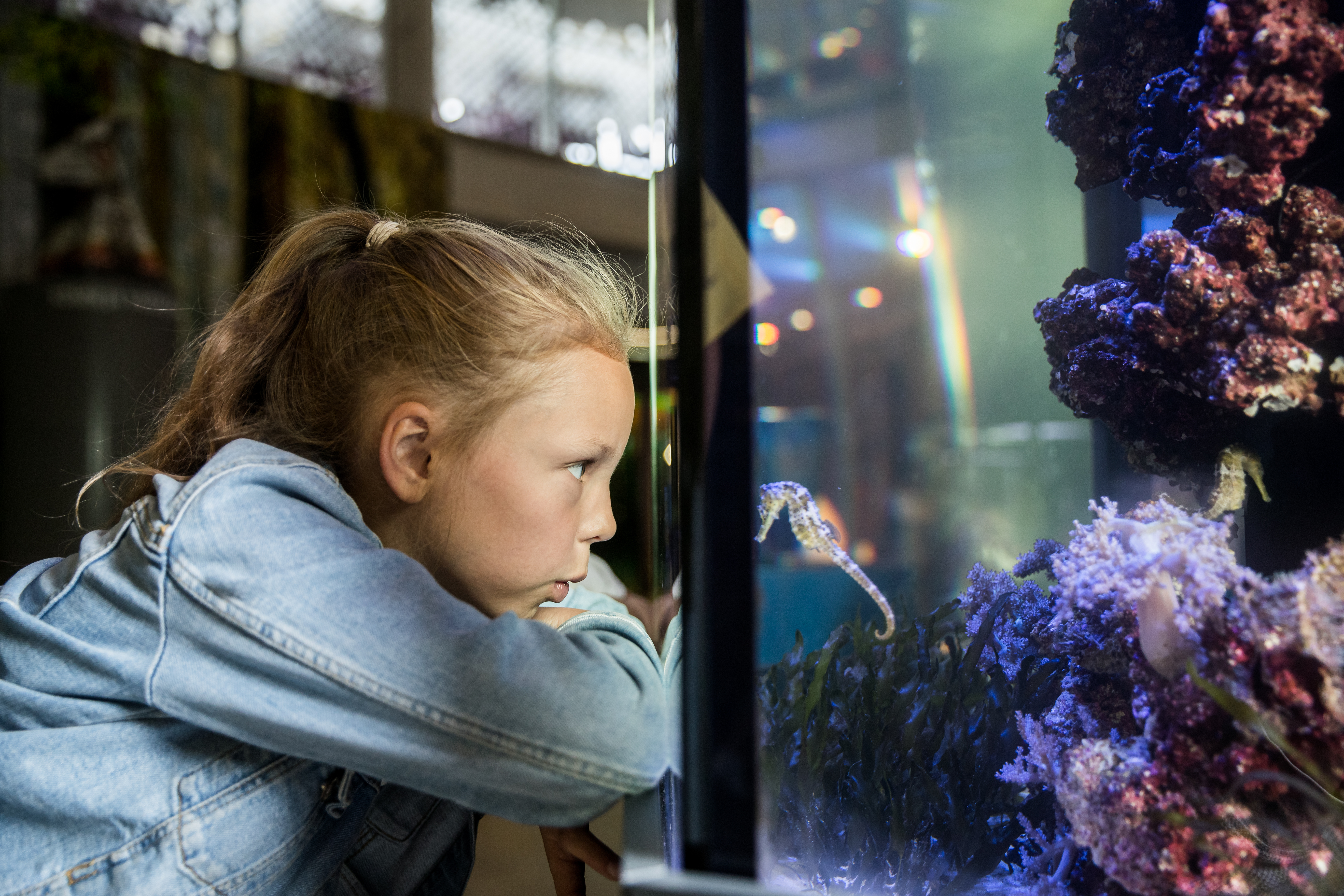 Õppepäeva käigus saab tutvuda AHHAA akvaariumite asukatega.