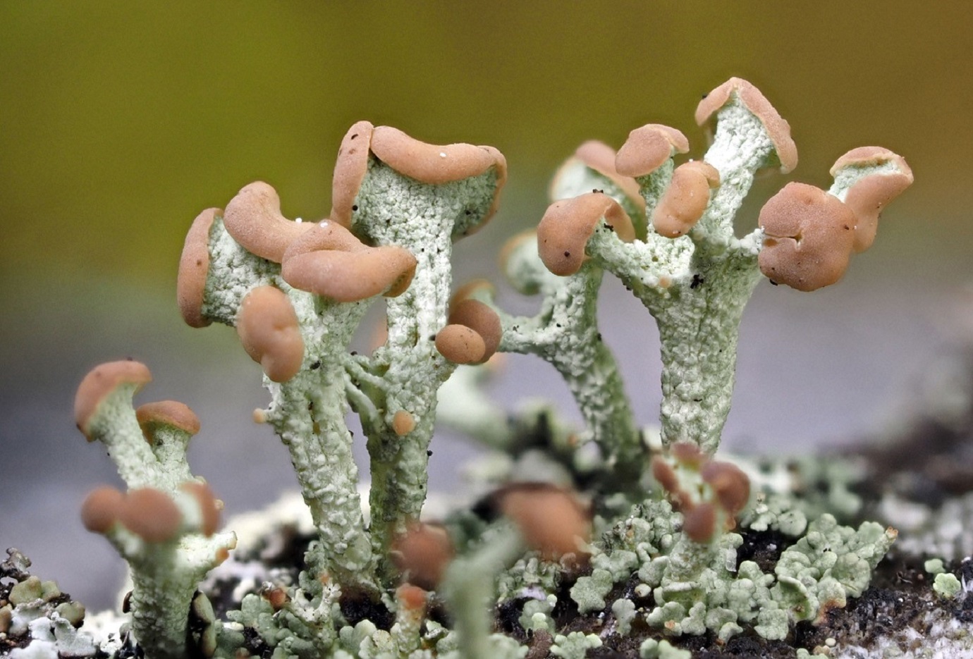 kobar-porosamblik (Cladonia botrytes) Foto: Andres Saag