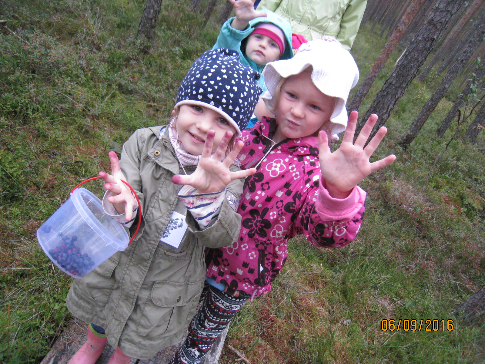 Mustikakorjamine teeb näpud siniseks