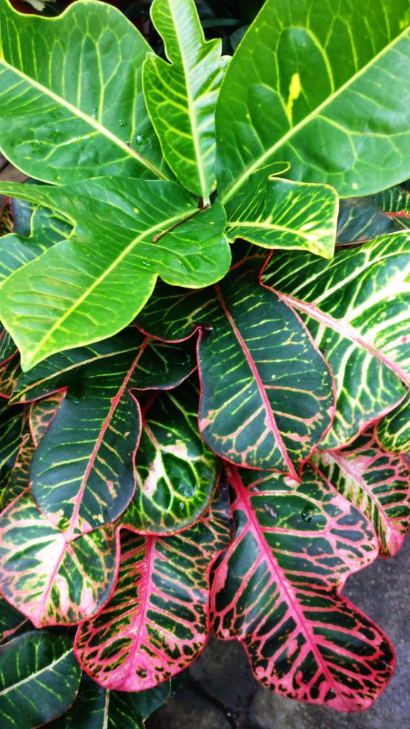 Taimed Tartu loodusmajas