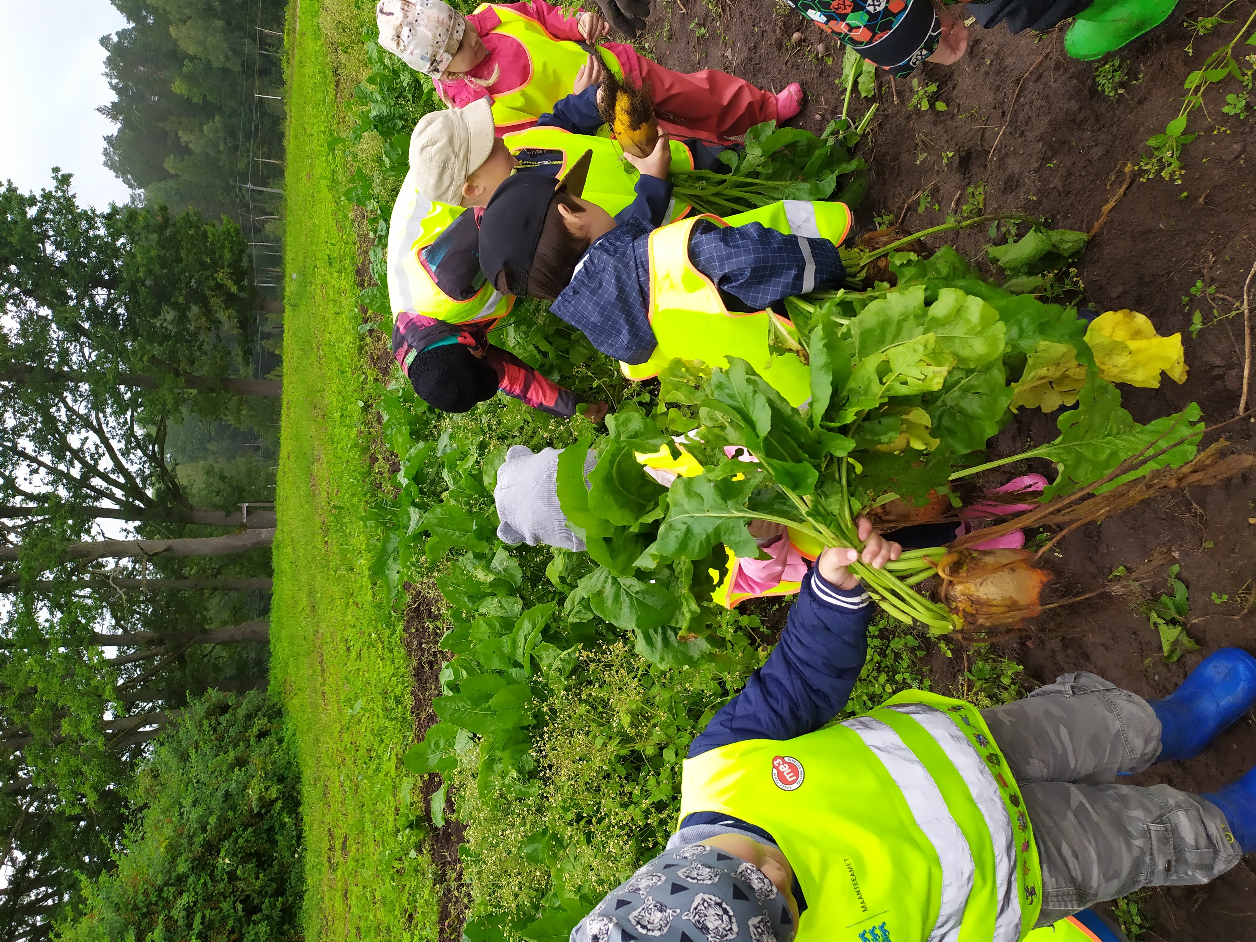 Üks talutöödest- peetide võtmine
