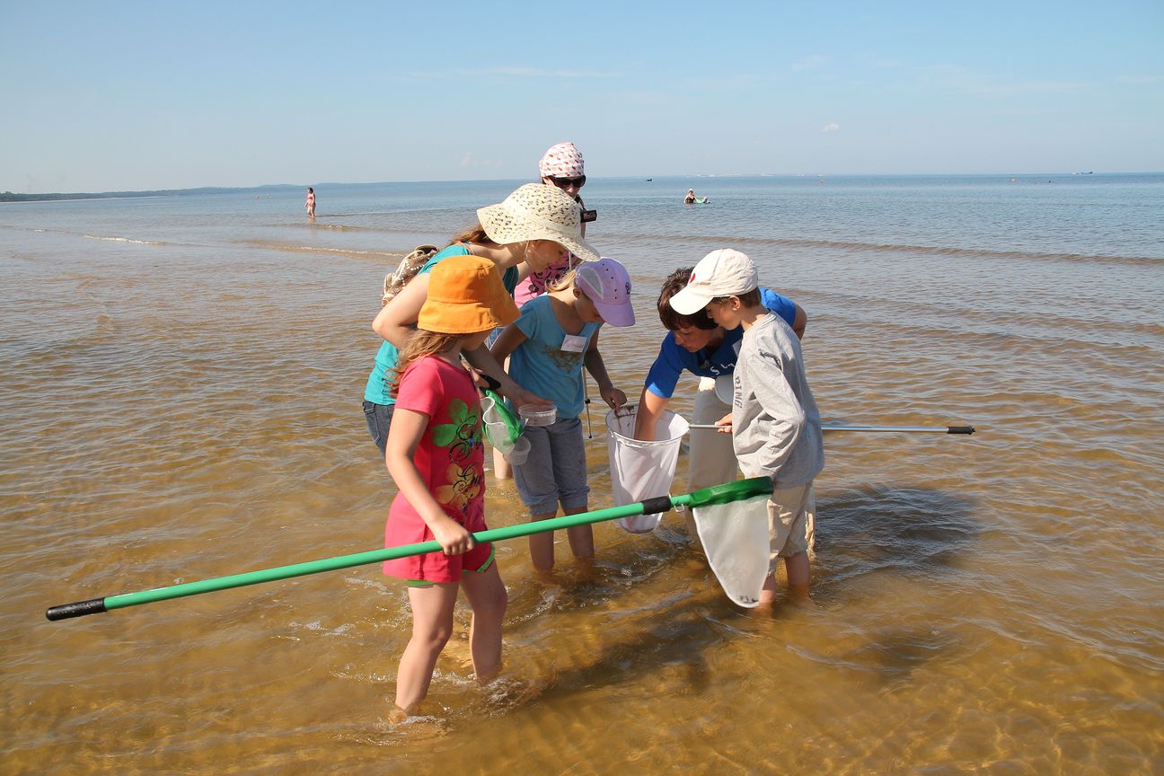 Знакомство с животным и растительным миром морского побережья