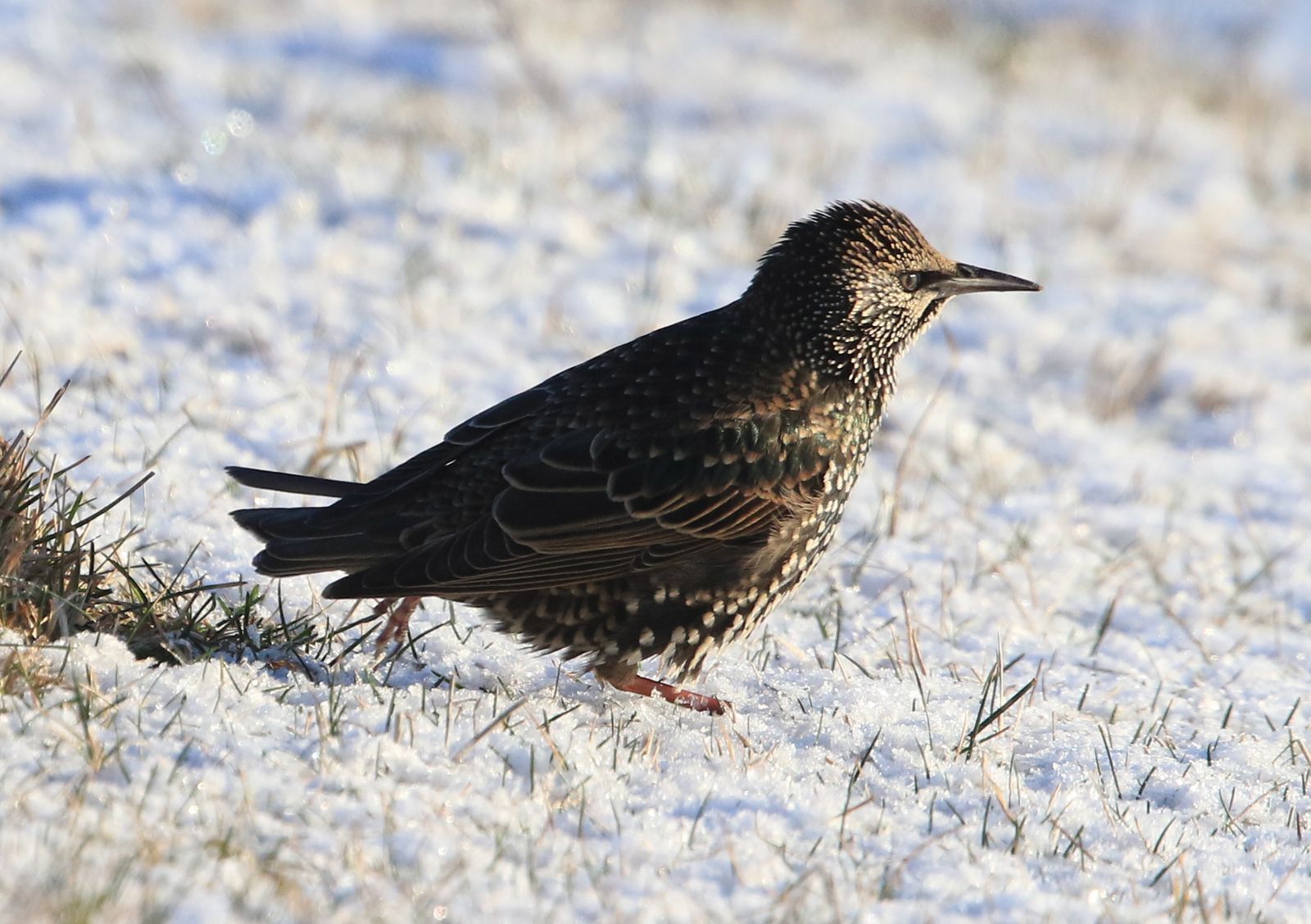 Talvel on kuldnokk puhkesulestikus ning üleni kaetud kollakasvalgete tähnidega. Ka kuldnoka kollane nokk on talvel hoopis must.