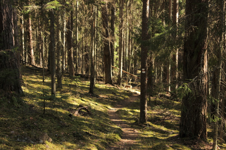 Metsakooslused Peräjärve matkarajal