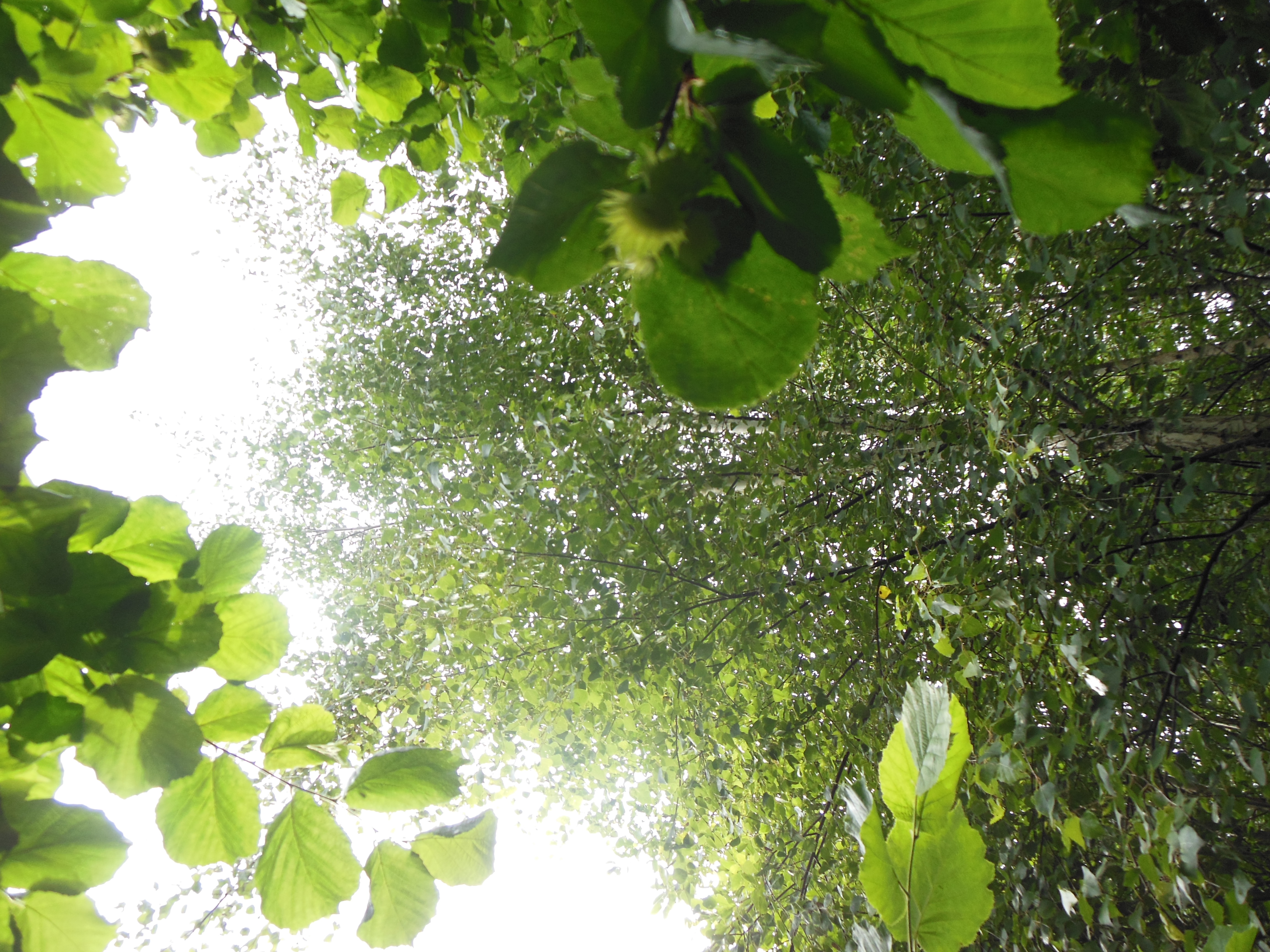 Tulundusmets kui puhkeala (7.-9. klassile Viljandimaal)