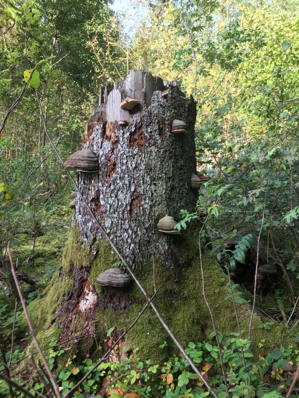 Tutvumine talumetsaga Viljandimaal