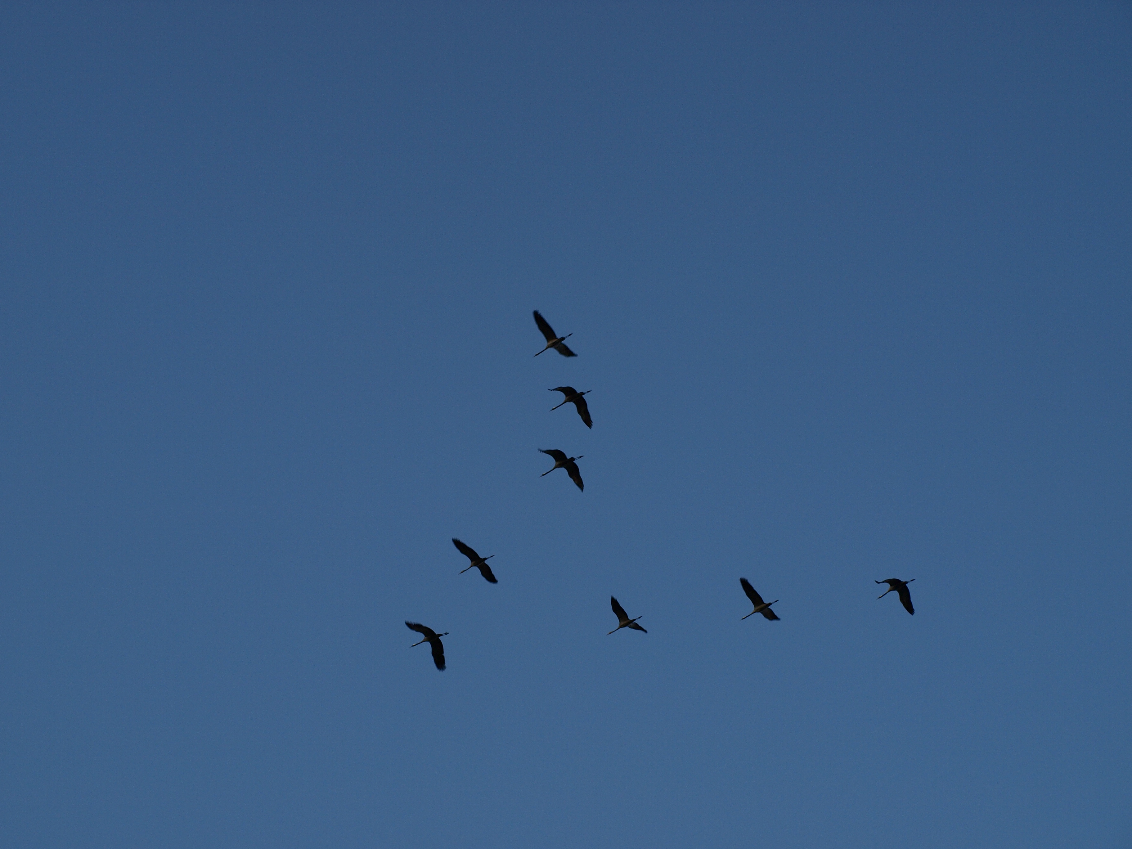 Teele-teele kurekesed