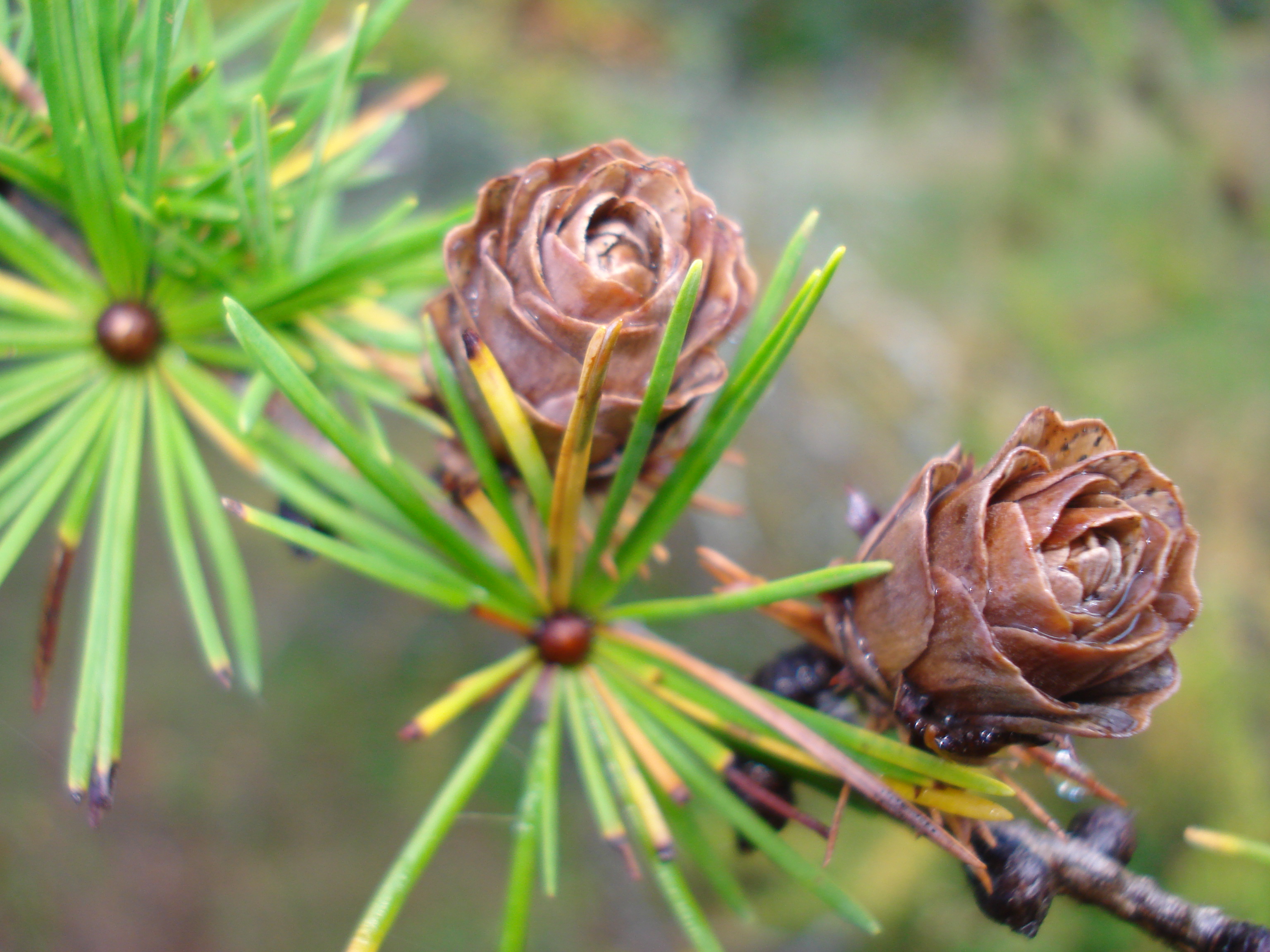 VÕÕRAS PUU - TUTTAV PUU