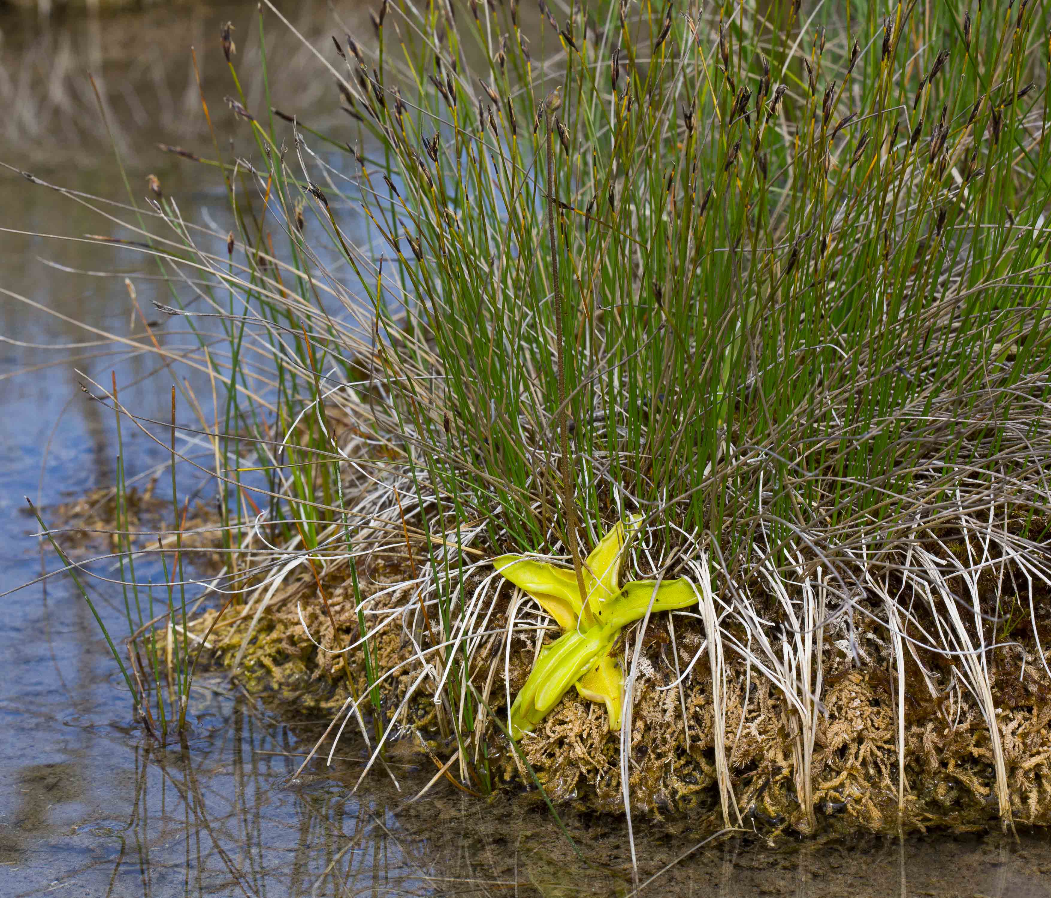 Harilik võipätakas