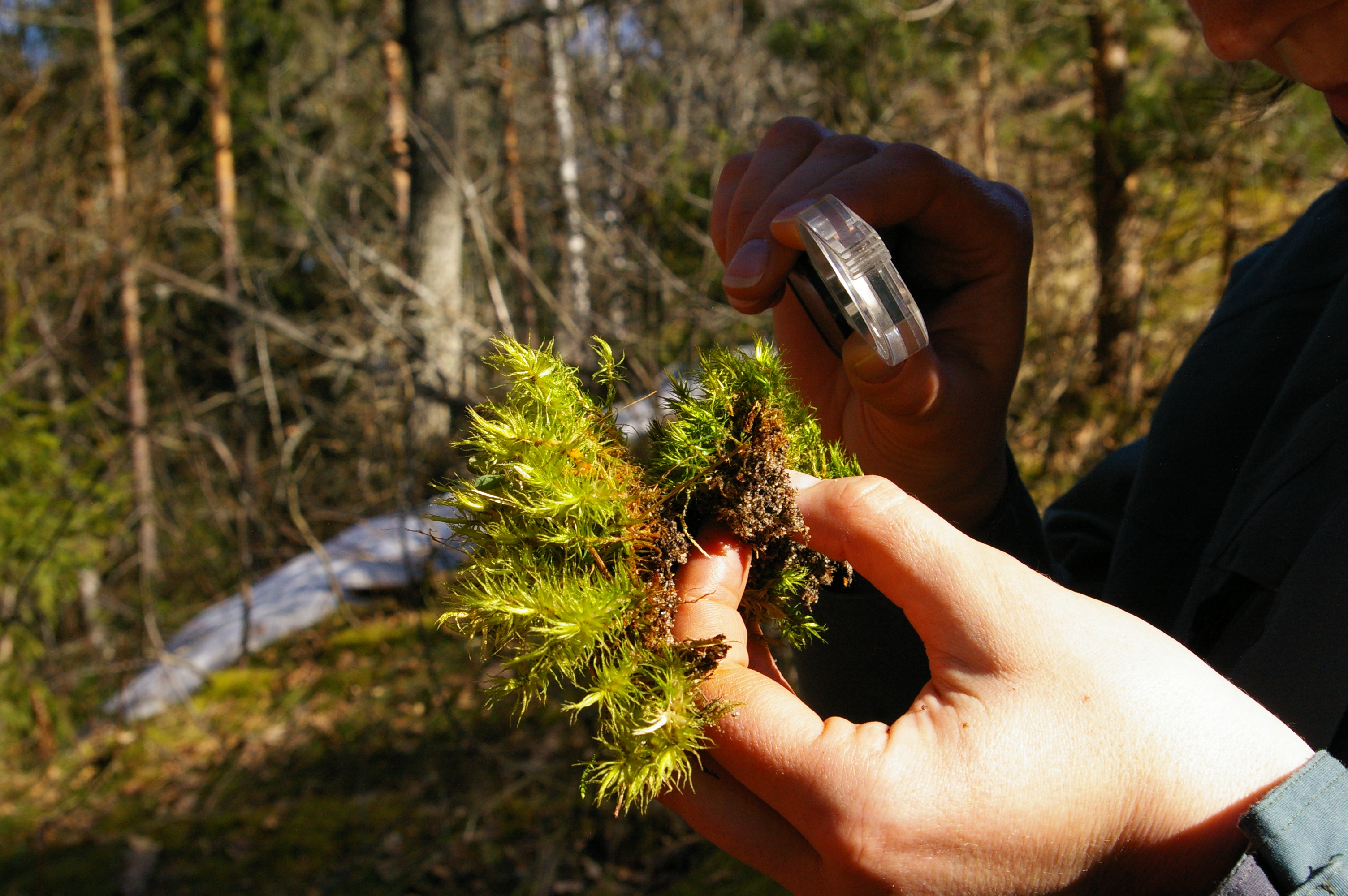 PÕLISMETSA SAMBLAD JA SAMBLIKUD