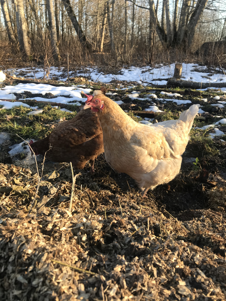 Kaks kana õues siblimas