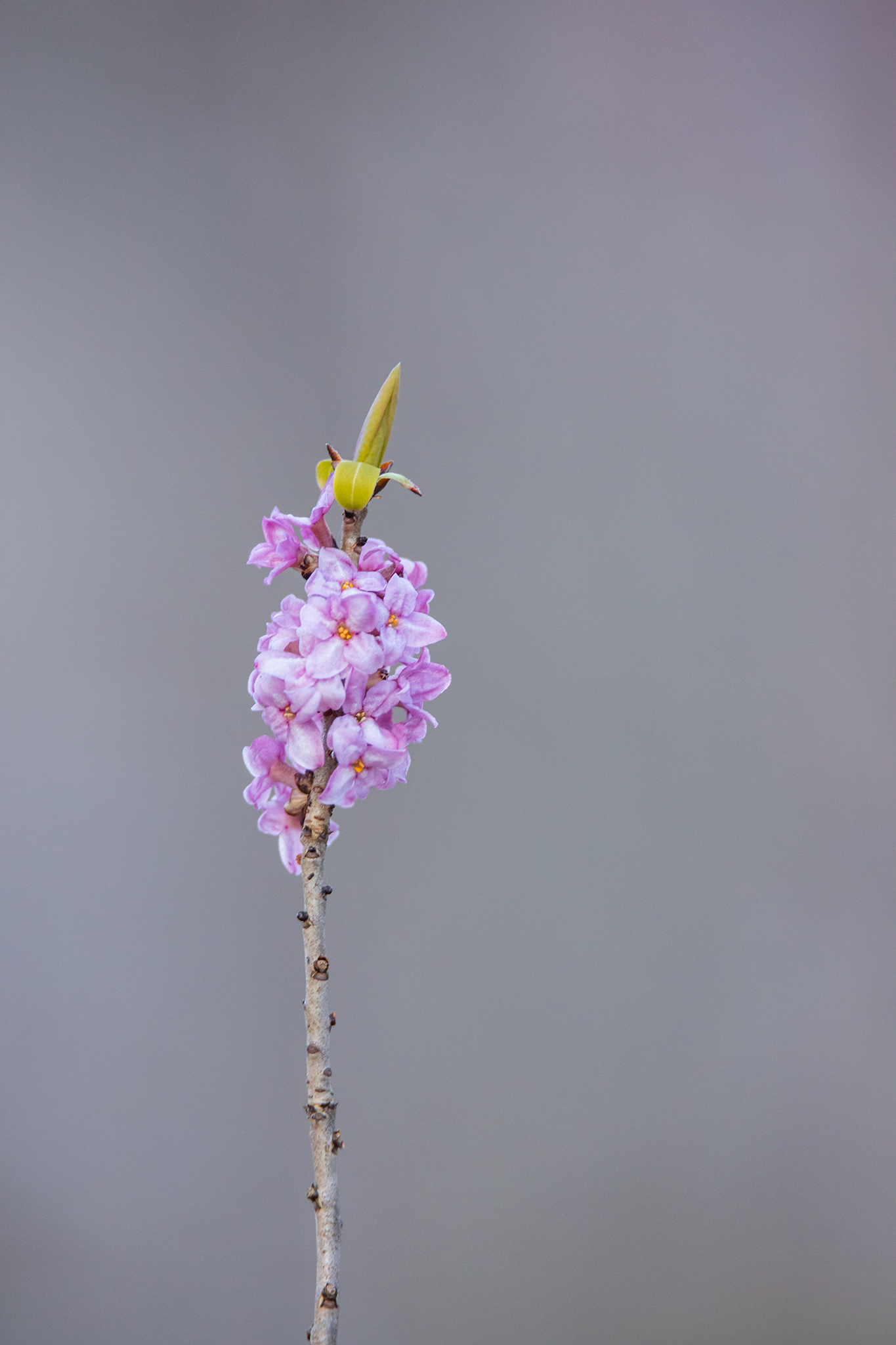 Näsiniine roosakad õied