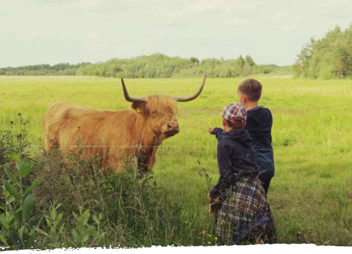 Kohtumine mägiveisega