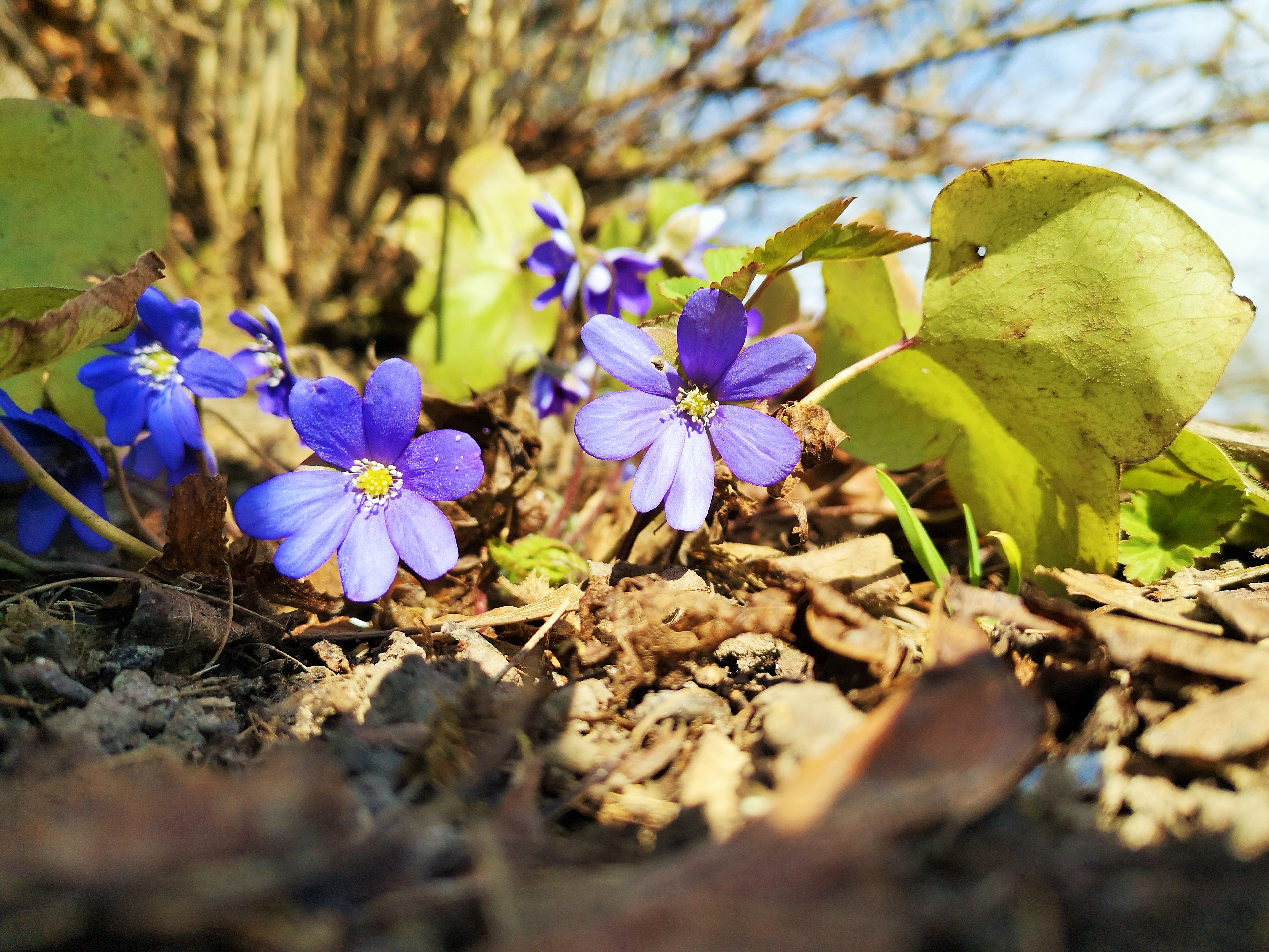 fenoloogilised loodusvaatlused