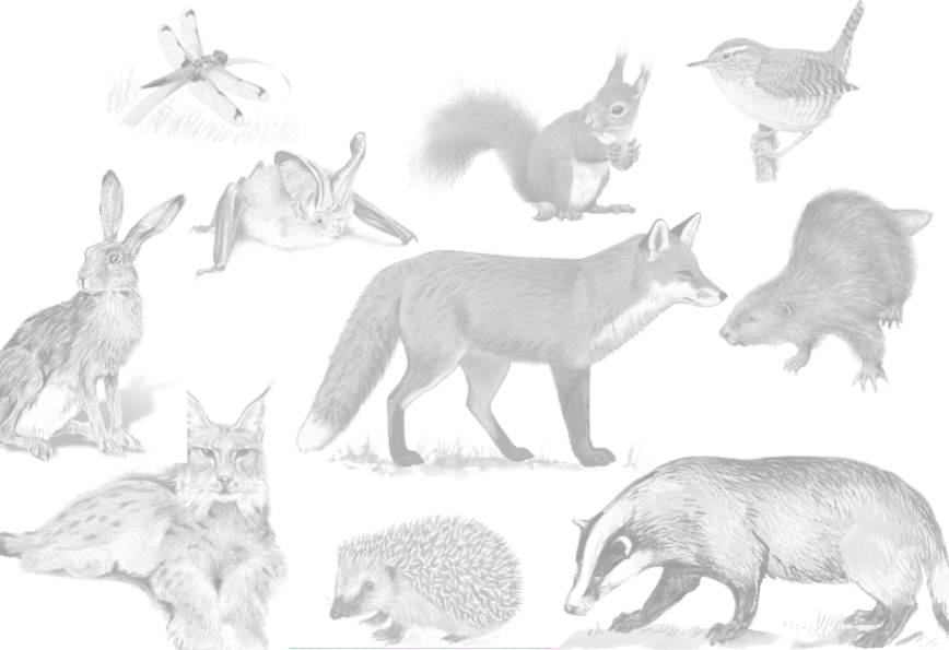 loomade joonised õppeprogrammi templilehel