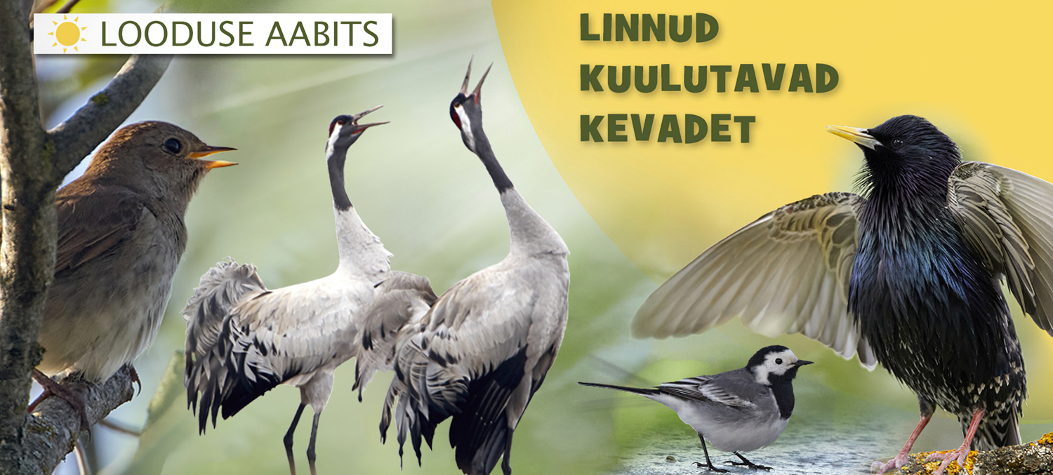 Linnud kuulutavad kevadet