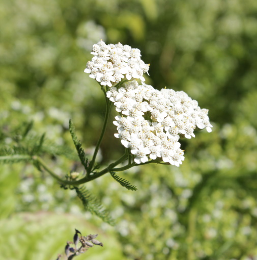Raudrohi. Foto: Helen Kivisild